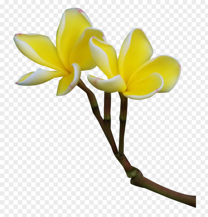 Frangipani Flower Plant Clip Art PNG