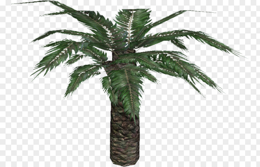 Plants Cycadales Stinking Corpse Lily Date Palm Sago PNG