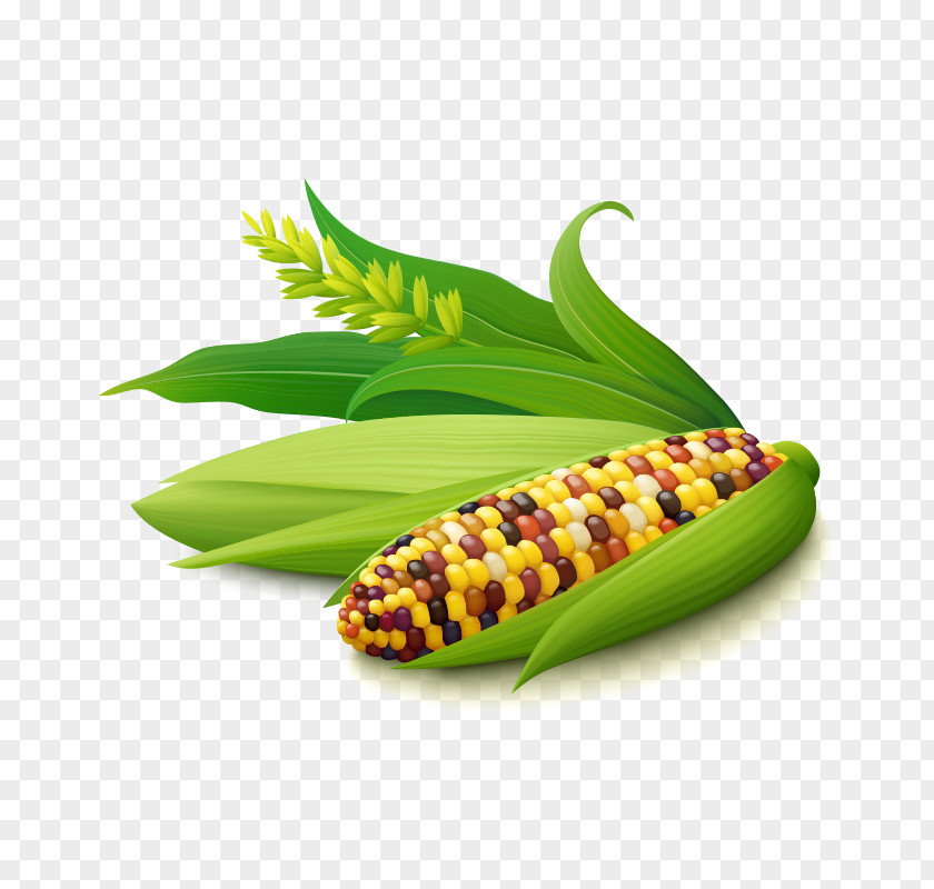 Corn,Baogu Corn On The Cob Maize Kernel Illustration PNG