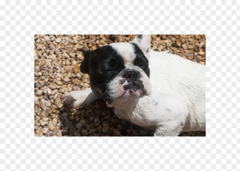 French Dog Toy Bulldog Boston Terrier Breed PNG