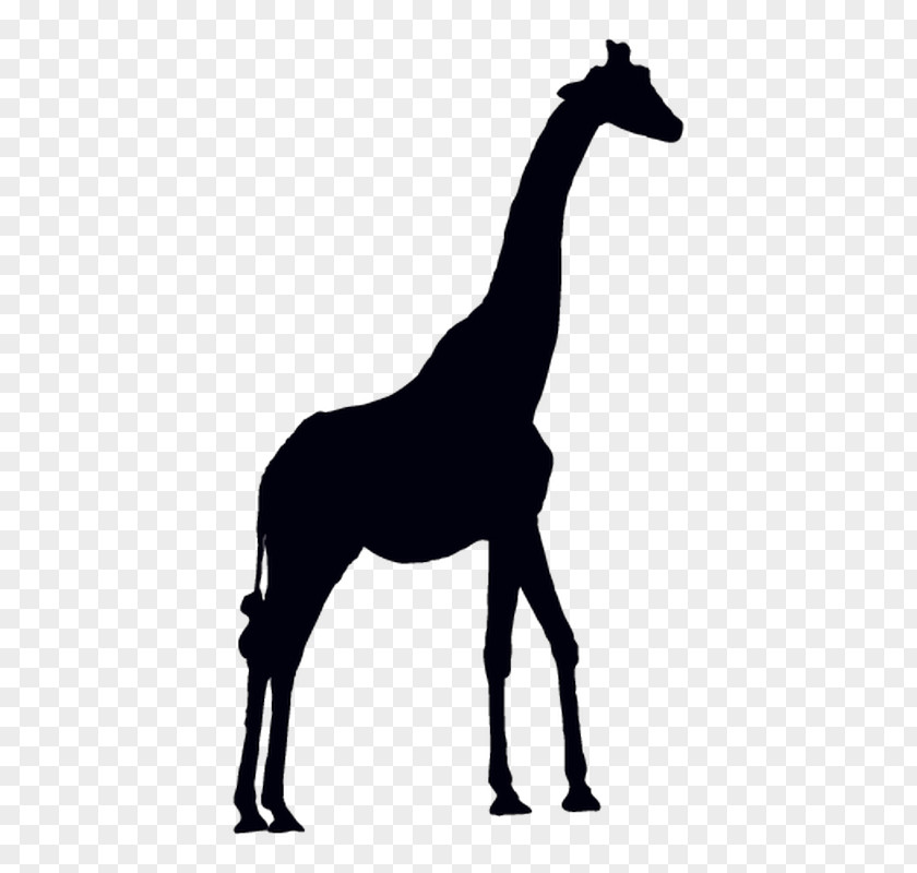 Giraffe Vector Graphics Clip Art Antelope Animal Silhouettes PNG