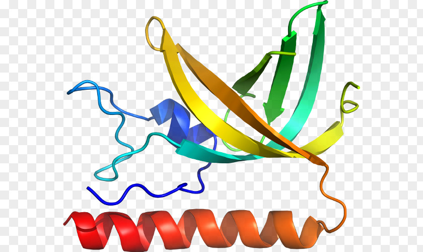 Protein Biosynthesis Clip Art Product Line Organism Special Olympics Area M PNG