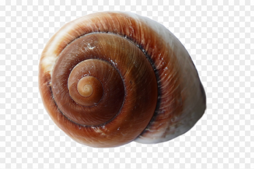 Seashell Gastropods Snail White Sea Mollusc Shell PNG
