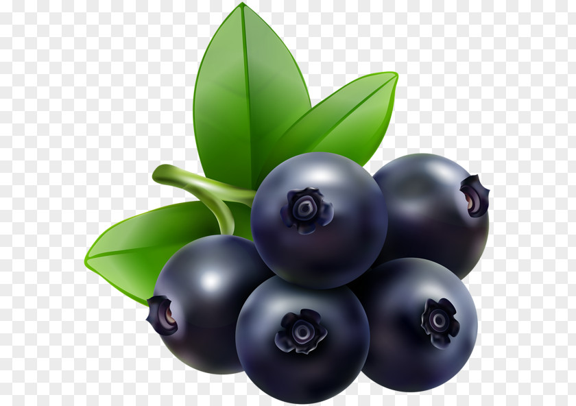 Blueberries Blueberry Bilberry Food Clip Art PNG