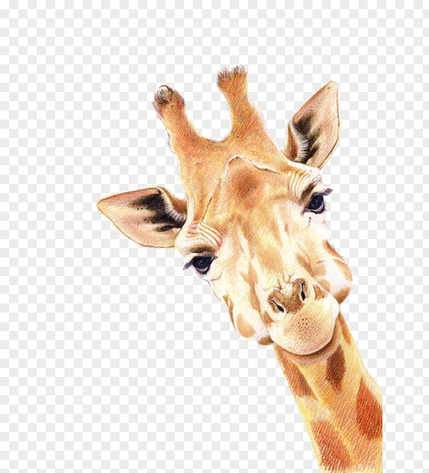 Deer Paper Colored Pencil Giraffe Painting PNG
