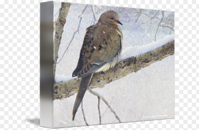 Mourning Hawk Fauna Wood Beak American Sparrows PNG