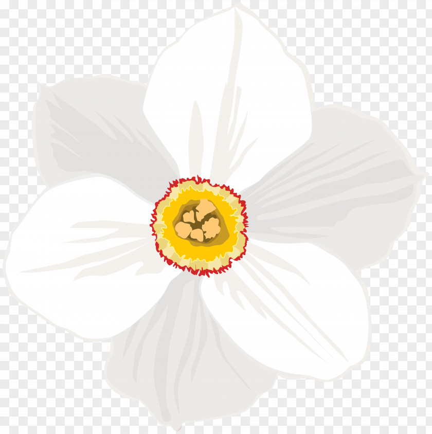 Daffodil Narcissus PNG