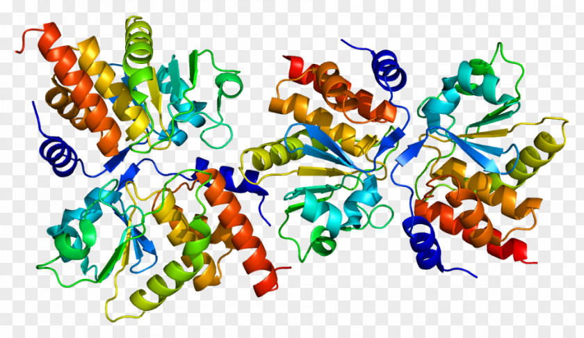 DUSP13 Protein Tyrosine Phosphatase Gene Dual-specificity PNG