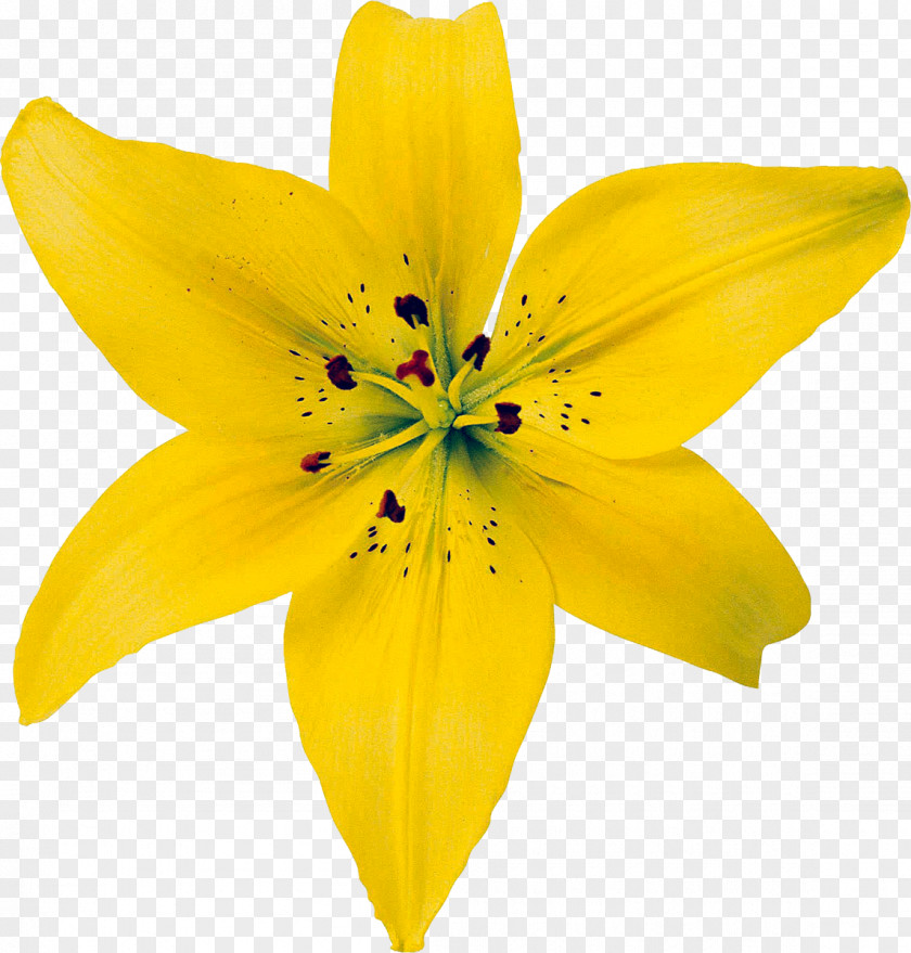 Flower Yellow Unfolding Self: The Practice Of Psychosynthesis Psychosynthesis: A Psychology Spirit Growing Whole: Self-Realization For Great Turning PNG