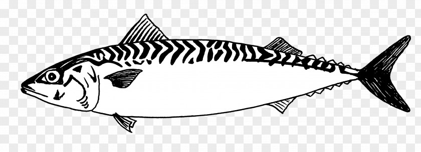 Mackerel Line Art Fish Drawing PNG