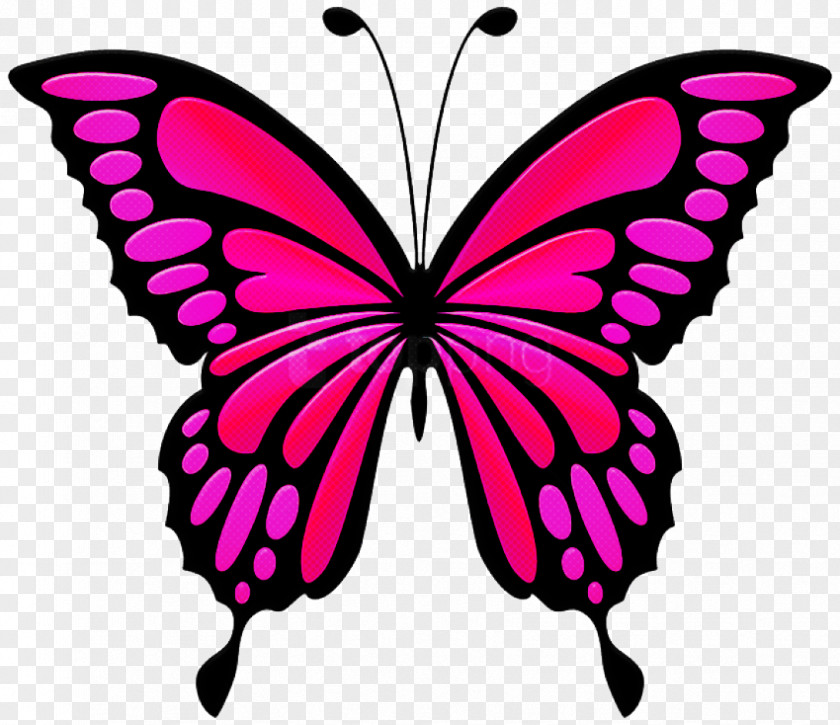 Moths And Butterflies Butterfly Cynthia (subgenus) Insect Pink PNG