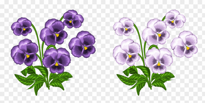 Purple And White Violets Clipart Pansy Definition Meaning Word Hybrid PNG