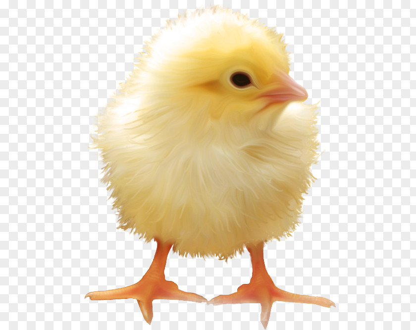 Yellow Chick Yellow-hair Chicken PNG