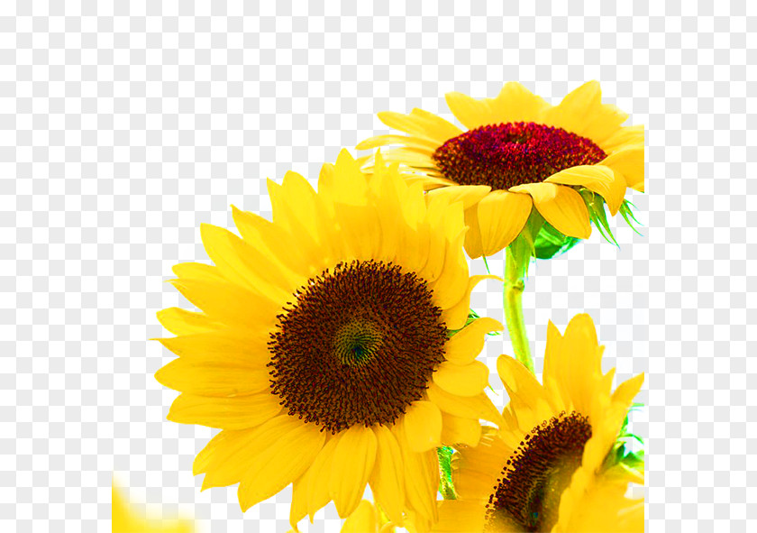 Yellow Sunflowers Common Sunflower Seed Oil PNG