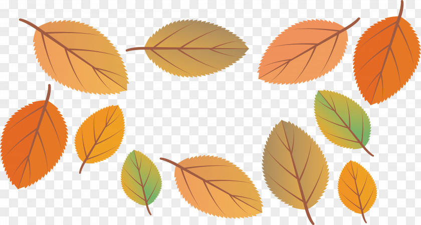 Beautiful Autumn Leaves Leaf PNG