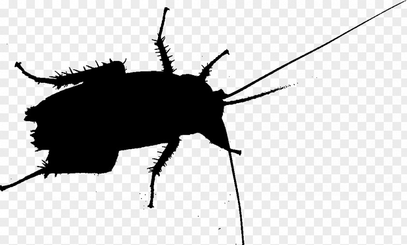 Cockroach Beetle Silhouette Membrane Insect PNG