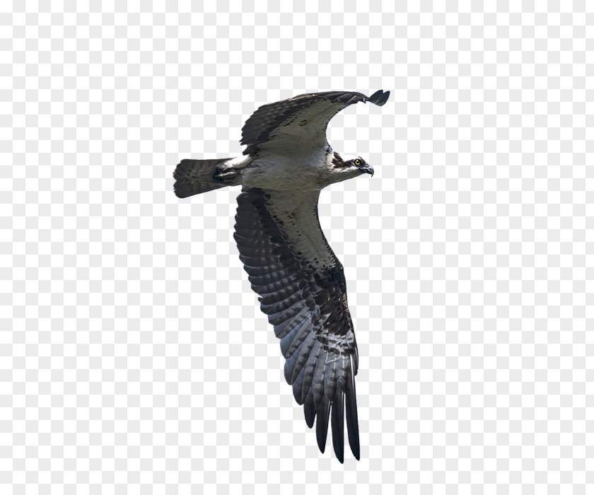 Eagle Buzzard Vulture Fauna Beak PNG