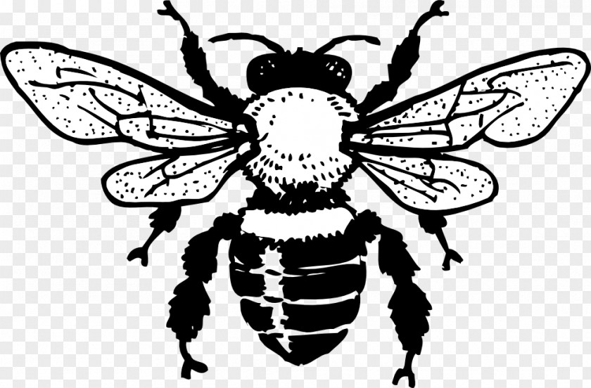 Honey Bee Image European Dark Black And White Line Art Clip PNG