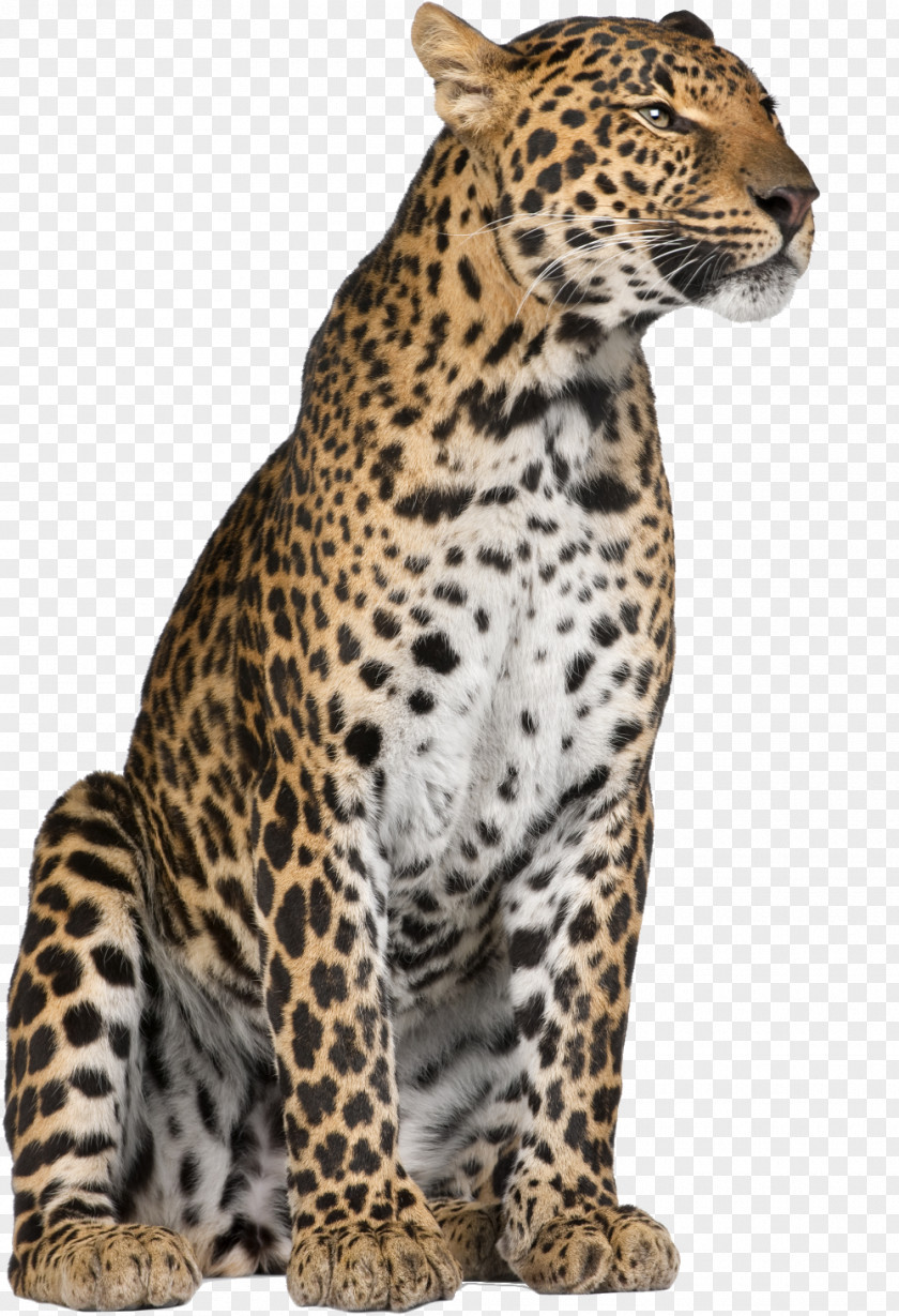 Leopard Jaguar Cheetah Felidae Whiskers PNG