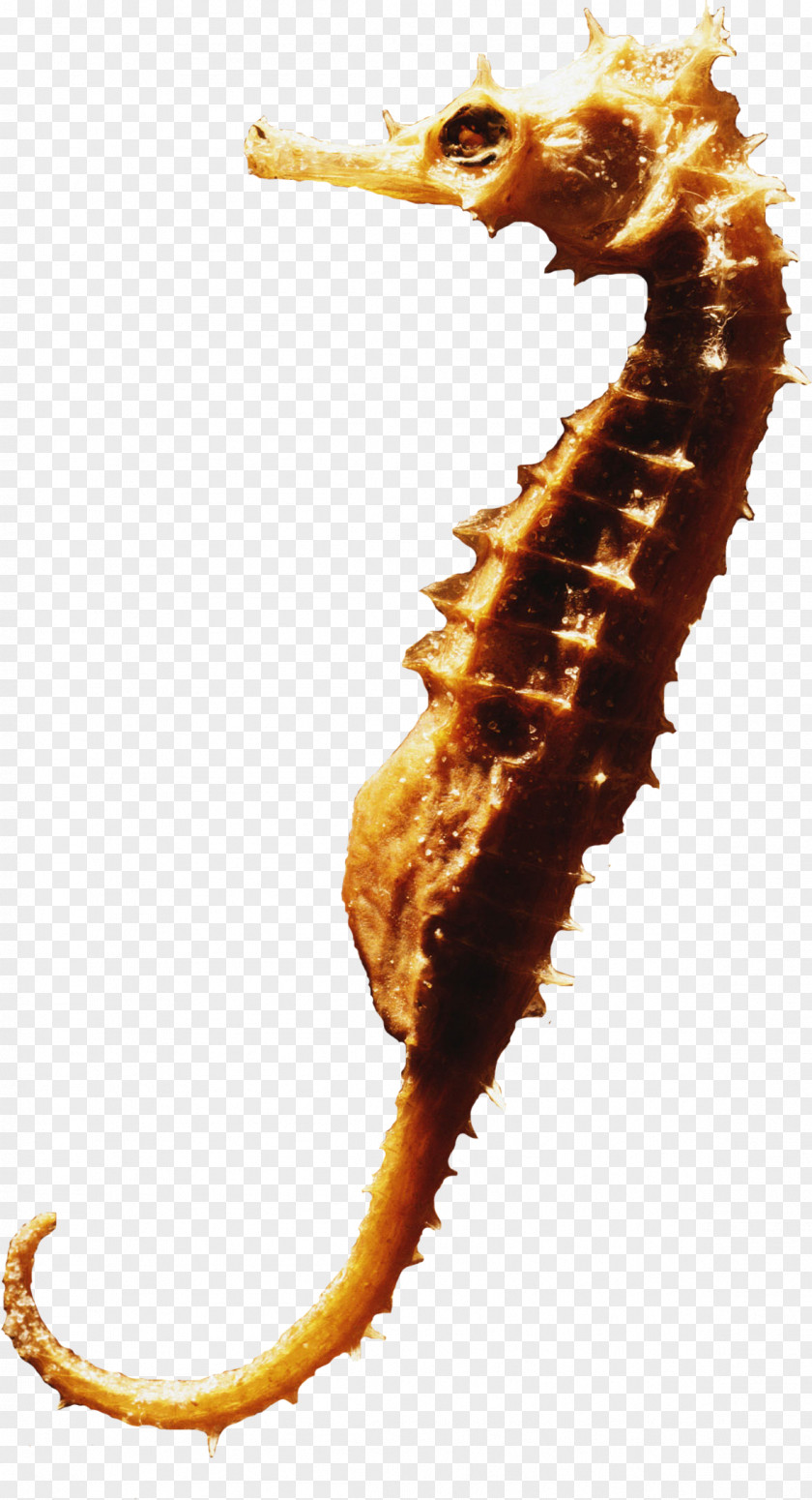 Marine Seahorse Syngnathiformes Scrapbooking Fish PNG