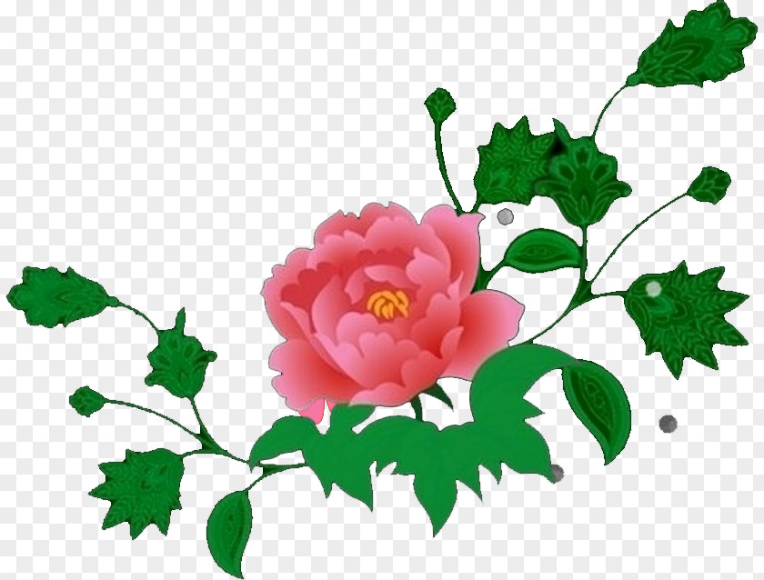 Peony Garden Roses SWF Cut Flowers PNG