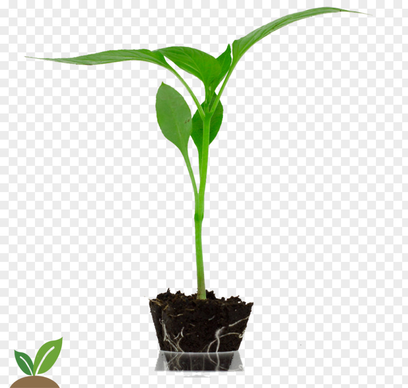 Semillas Horticulture Bell Pepper Auglis Agriculture Flowerpot PNG