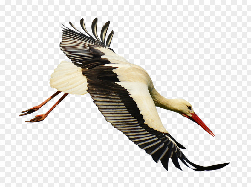 Stork White Bird Flight PNG