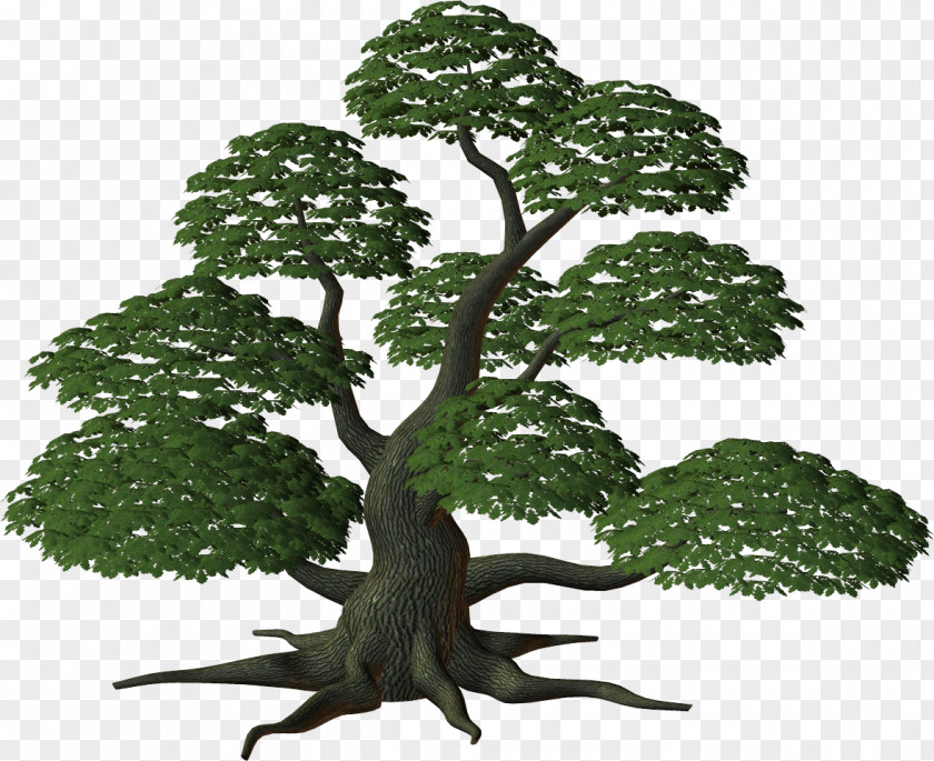 Tree Treelet Shrub Clip Art PNG