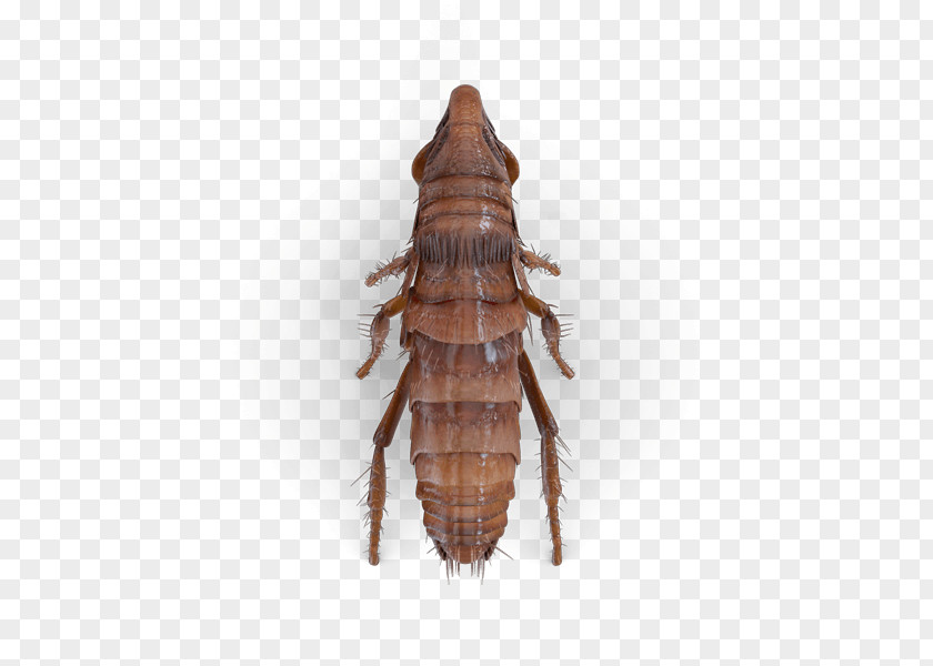 Carpet Top View Cockroach Flea Beetle Hornet Pest PNG