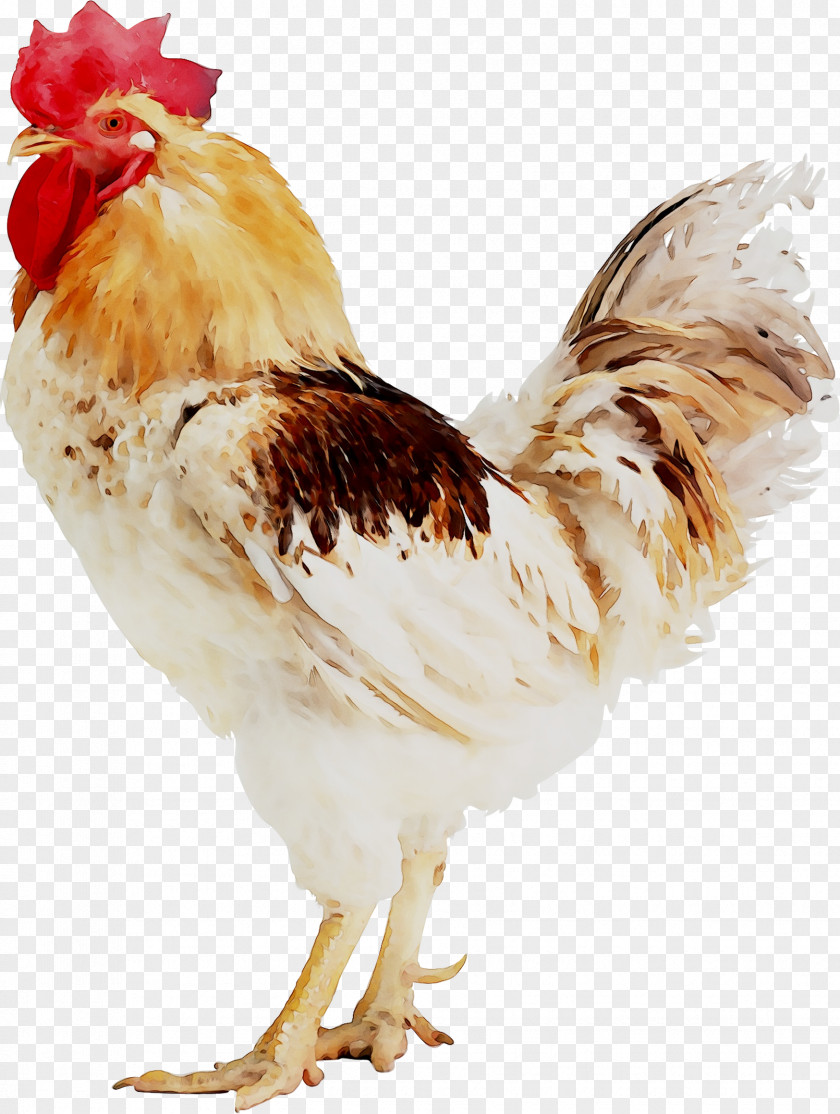 Chicken Broiler Rooster Poultry Egg PNG