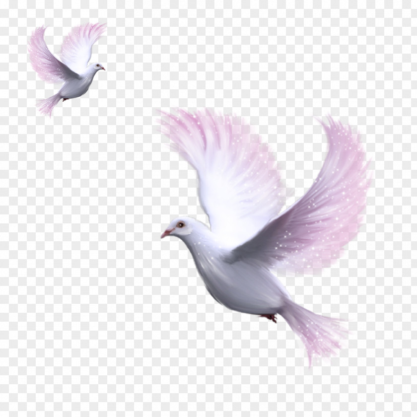 Pigeon Domestic Columbidae Clip Art PNG