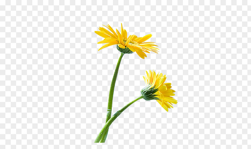 Sunflower Common Euclidean Vector PNG