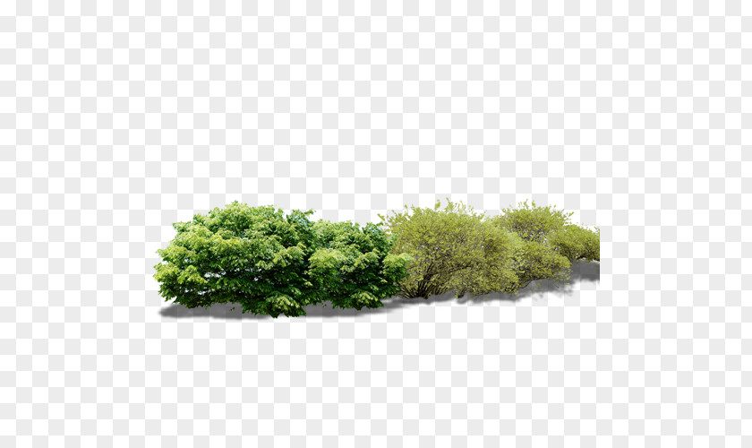 Trees PNG clipart PNG