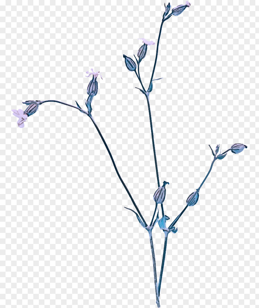 Twig Plant Stem Cut Flowers Petal Chicory PNG