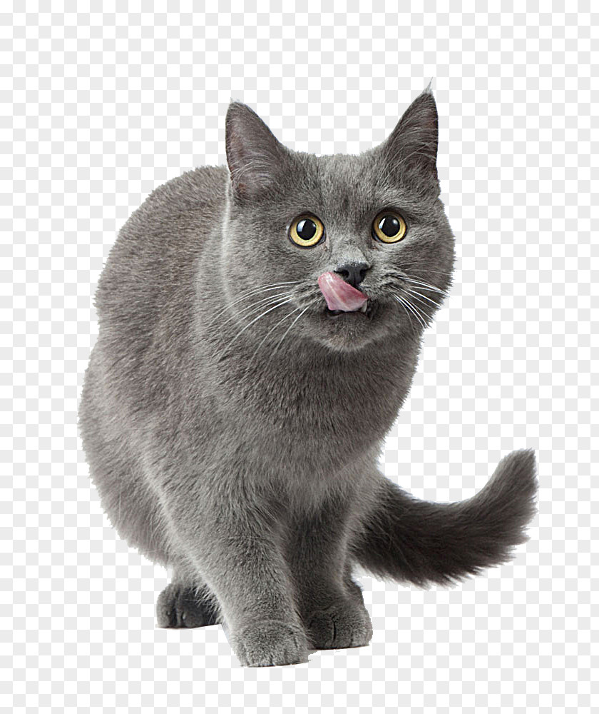Gray Cat Russian Blue American Shorthair Food Kitten Dog PNG