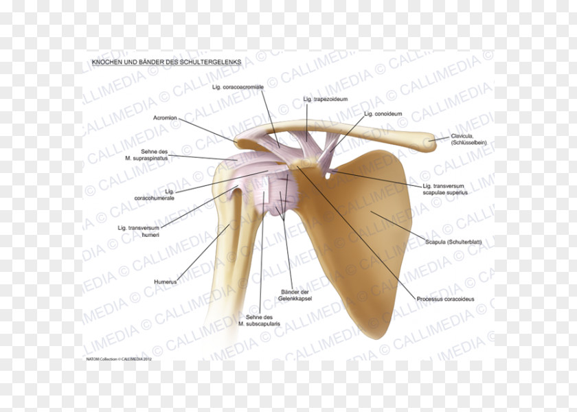 Joint Shoulder Ligament Anatomy Bone PNG
