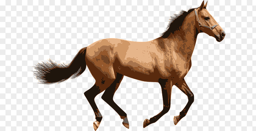 Mustang Illustration American Miniature Horse Pony PNG