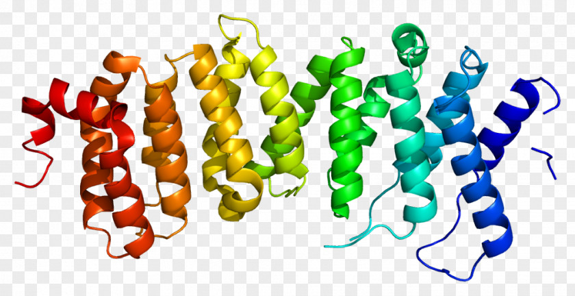 PPP2R5D Protein Phosphatase 2 PPP2R3A PPP2R1B PNG