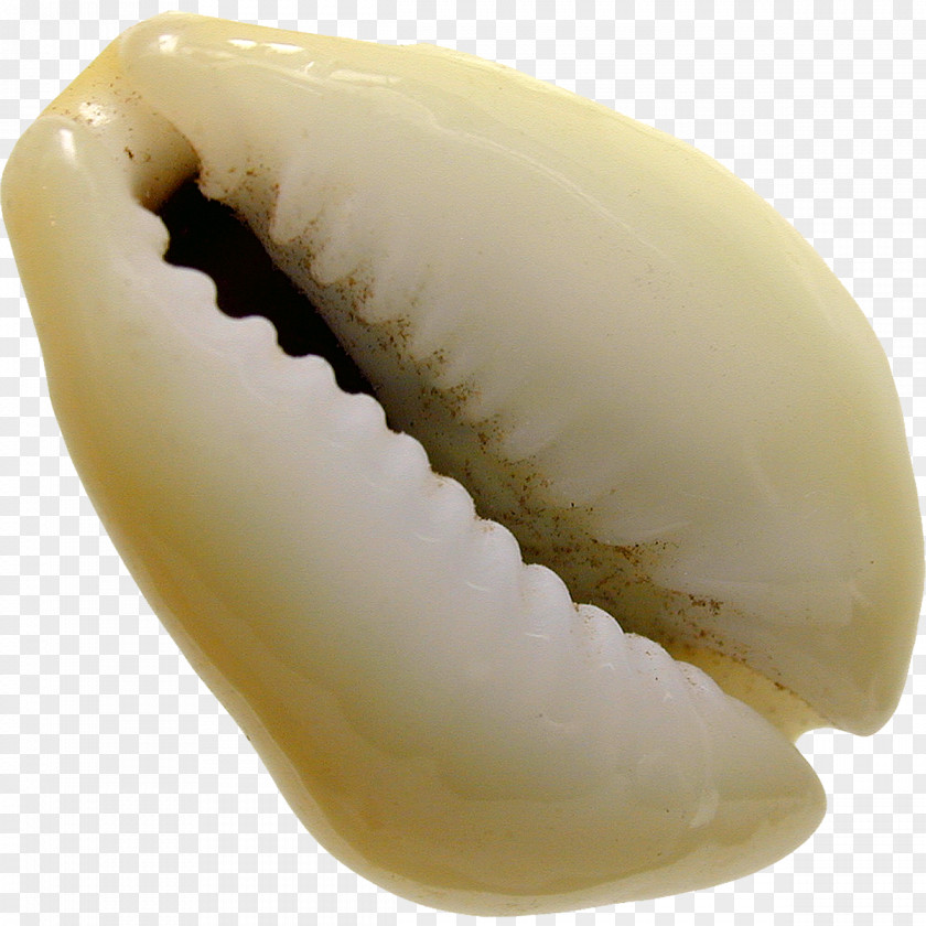 Sea Shell Seashell Cowry Monetaria Moneta Cypraea Cypraeidae PNG