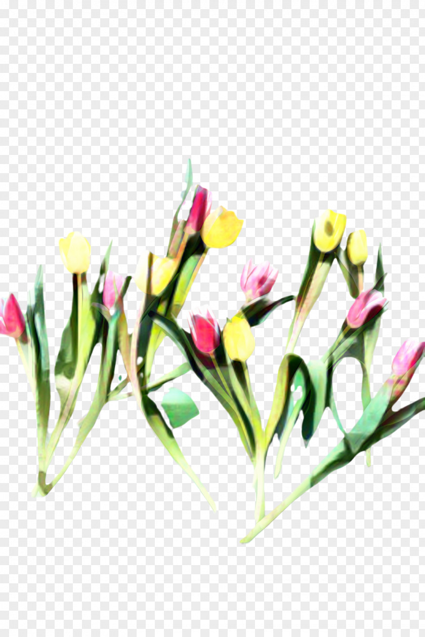 Crocus Lady Tulip Floral Flower Background PNG