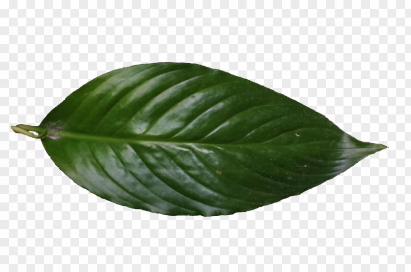 Details Click Leaf 6 May Credit DeviantArt PNG