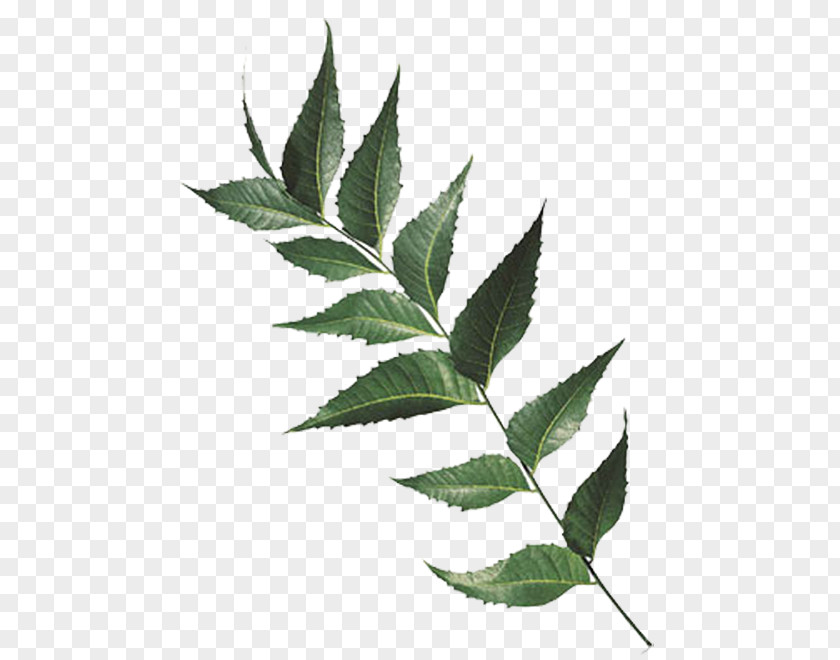Leaf India Neem Tree Chinaberry Extract PNG