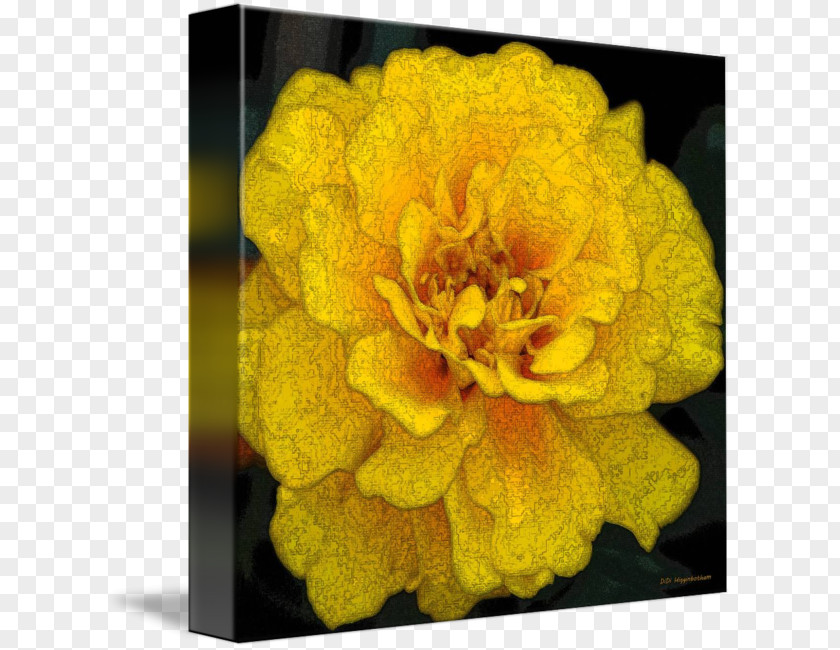 Marigold Mexican Flower Petal Yellow Printmaking PNG