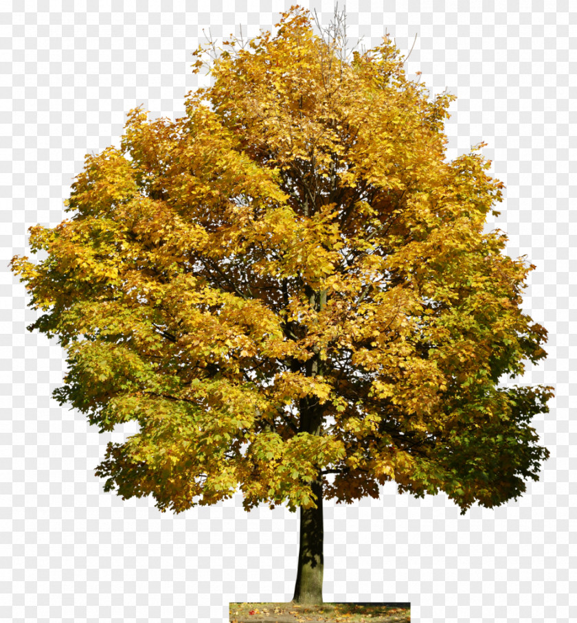 Tree Film Image Adobe Photoshop PNG