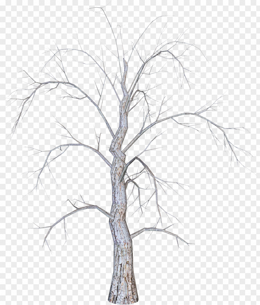 Winter Dead Trees Twig Christmas Tree PNG
