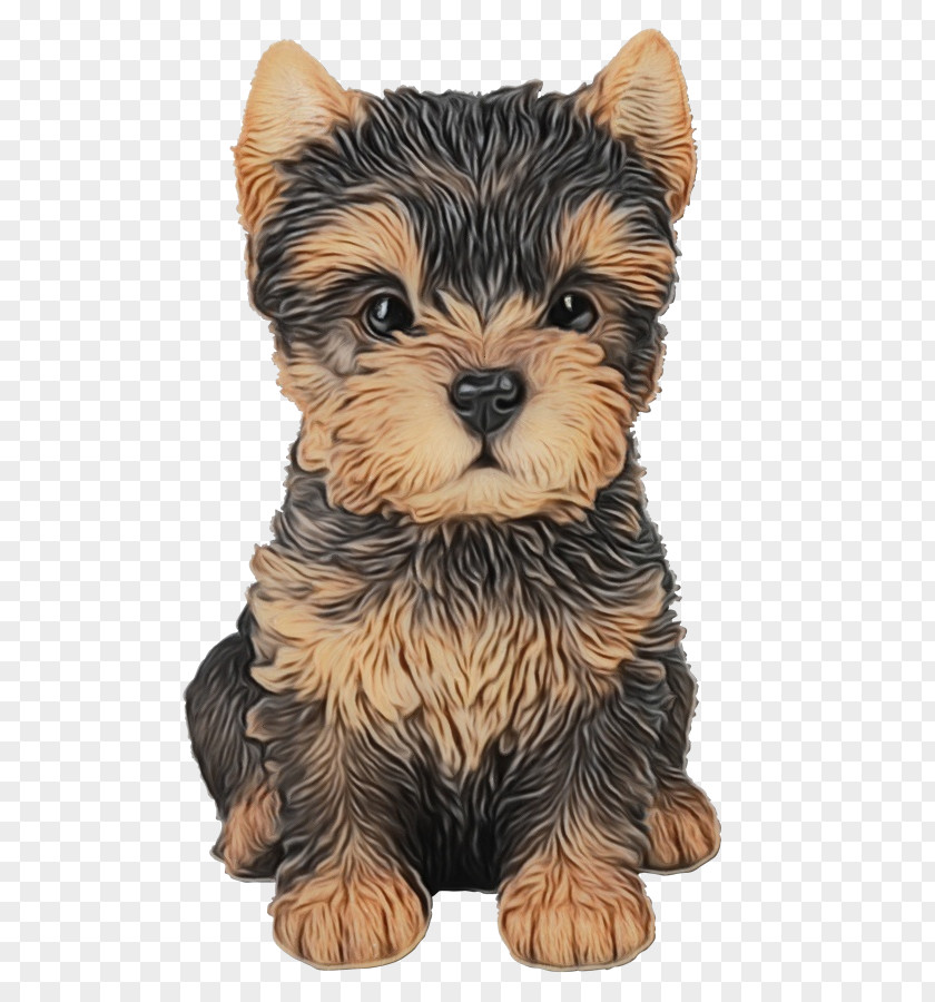 Australian Terrier Fawn Dog Cartoon PNG