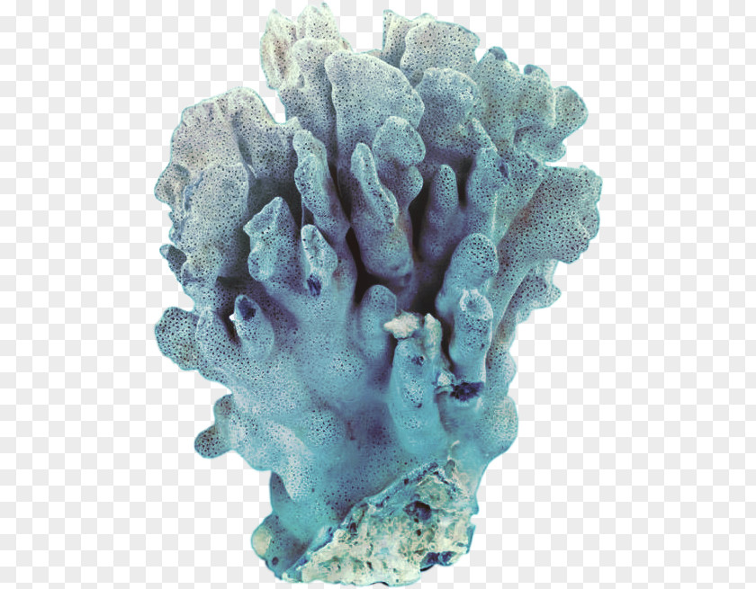 Coral Jellyfish Sea Clip Art PNG