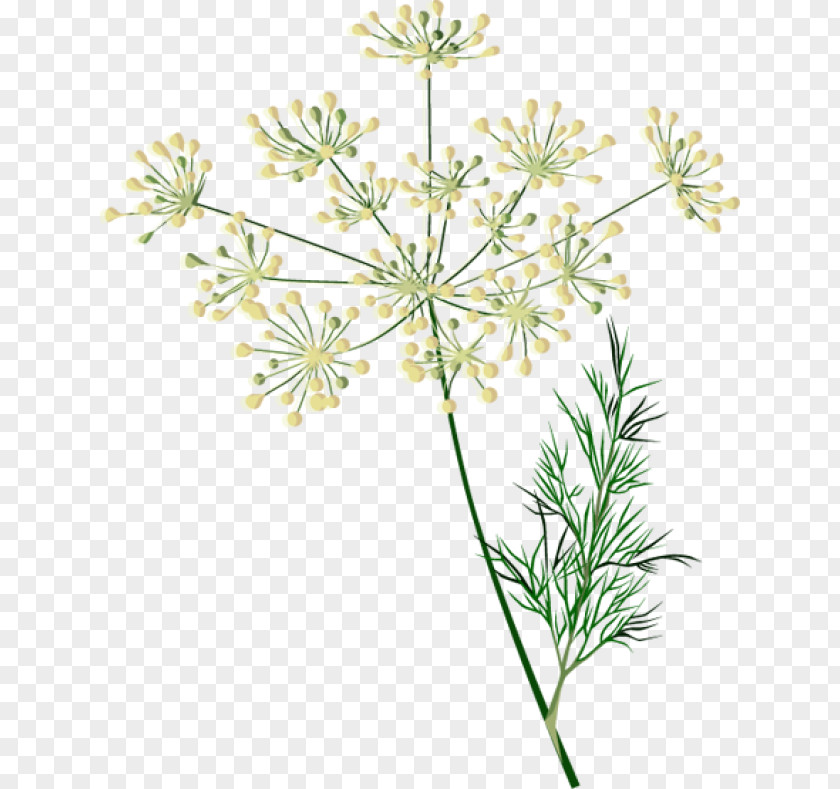 Herb Cow Parsley Watercolor Painting Dill Spice PNG