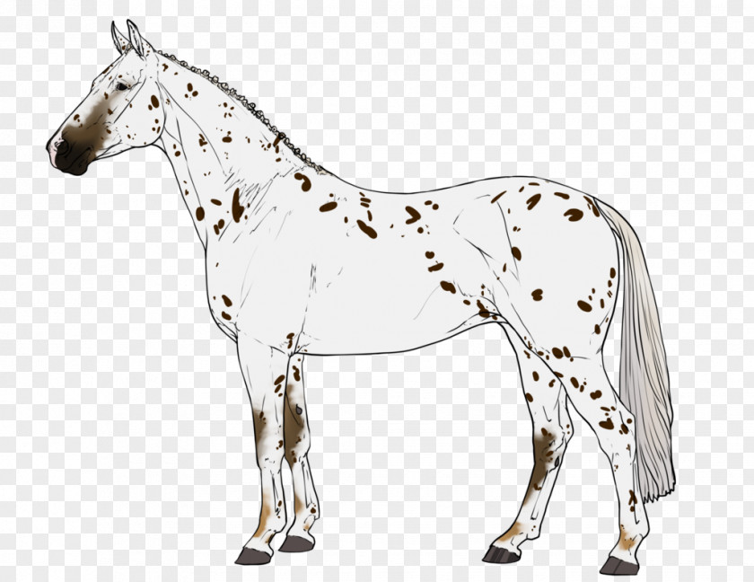 Mustang Foal Stallion Bridle Mare PNG