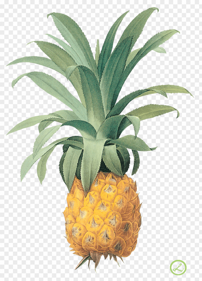 Pineapple Image Download Printing Botanical Illustration Printmaking Fruit PNG